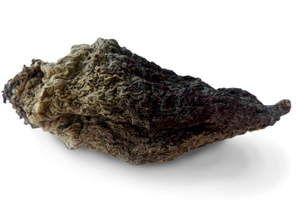 Dried elongated beet, shaped like a conch shell