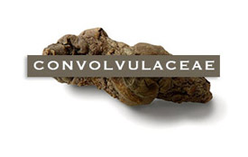 convolvulaceae-sweet potato