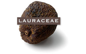 lauraceae-avocado
