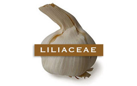 liliaceae-garlic bulb