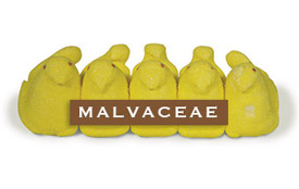 malvaceae-marshmallow peeps