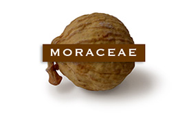 moraceae