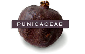 punicaceae