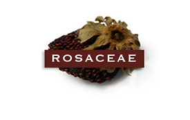 rosaceae