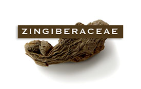 zingiberaceae